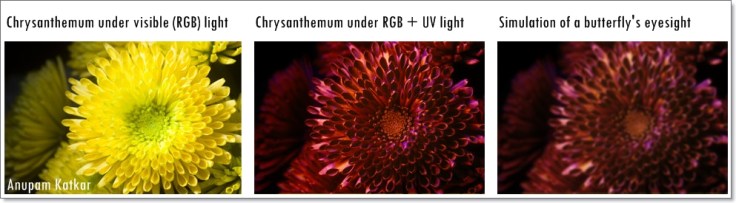 Butterfly-Chrysanthemum